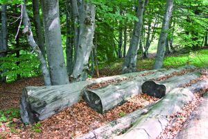 Bosco di faggio Bosco di faggio