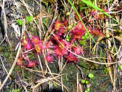 La piccola insettivora Drosera rotundifolia su suolo torboso
