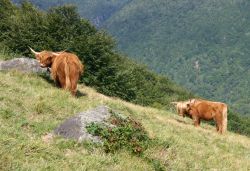 Vacca di razza Highland, caratterizzata dalle lunga corna e dal folto pelo rossiccio. 