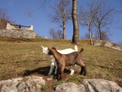 Capretti vigezzino