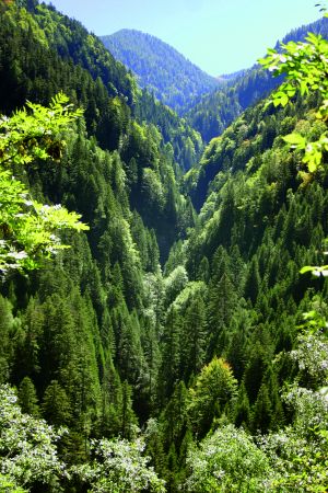 Abetine di abete bianco con presenza di faggio in una valle fresca e ombreggiata