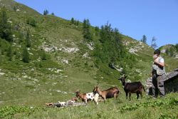 Lalpigiano Costante Bona allalpe ...., alpeggio estivo dellalta Valle Onsernone, sotto alla Bocchetta di Moino, comune di Craveggia